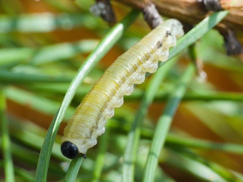 Neodiprion sertifer (Geoffroy in Fourcroy, 1785)